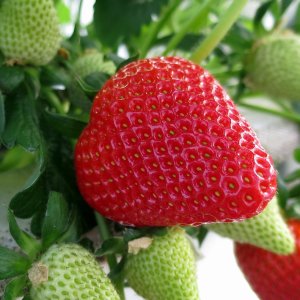 Jahoda (Fragaria x ananassa) 'OSTARA´ stálorodiaca - frigo sadenica (10 ks)